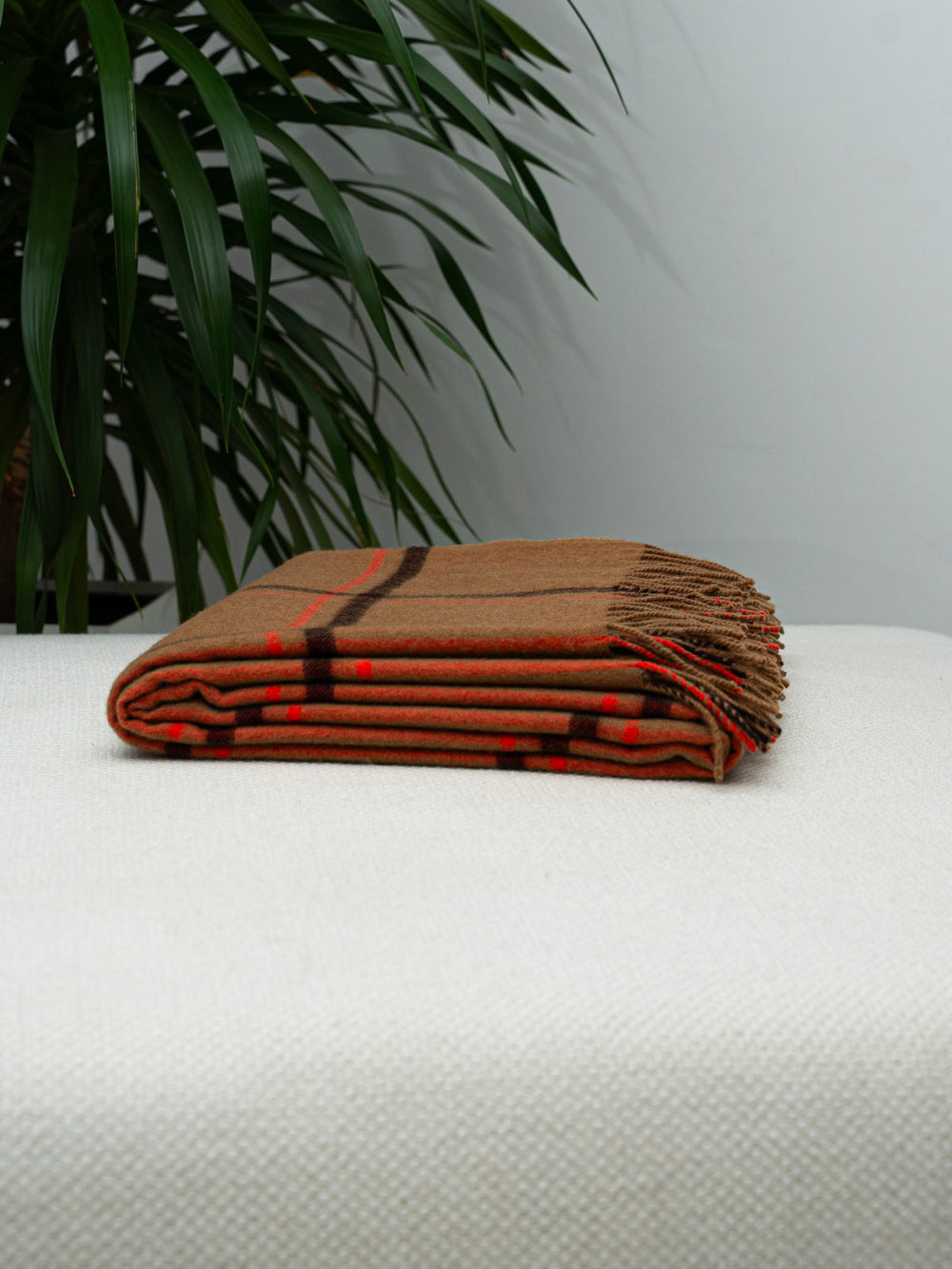 Menkar Plaid · Camel