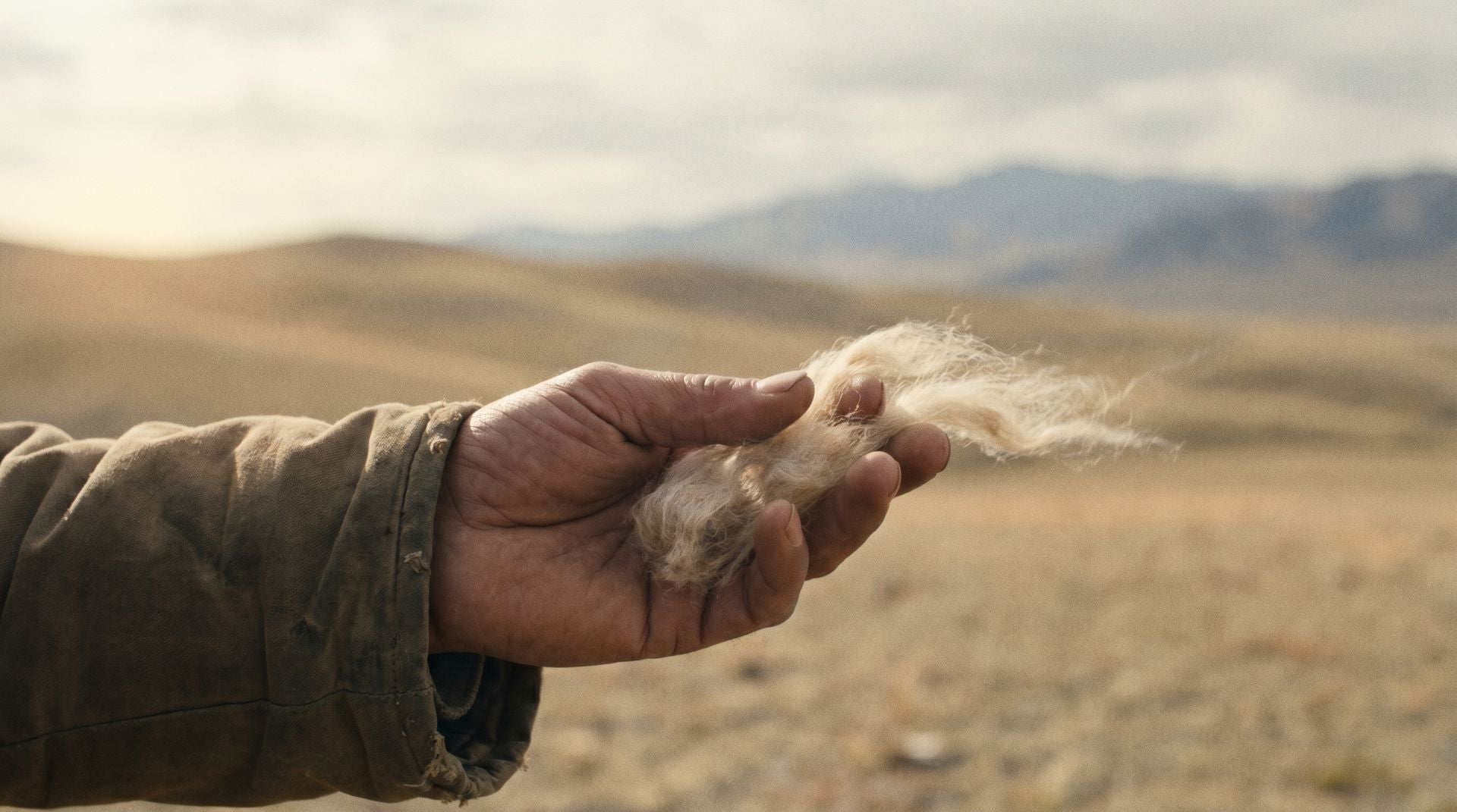 Combed cashmere fibre released into the Mongolian steppe wind